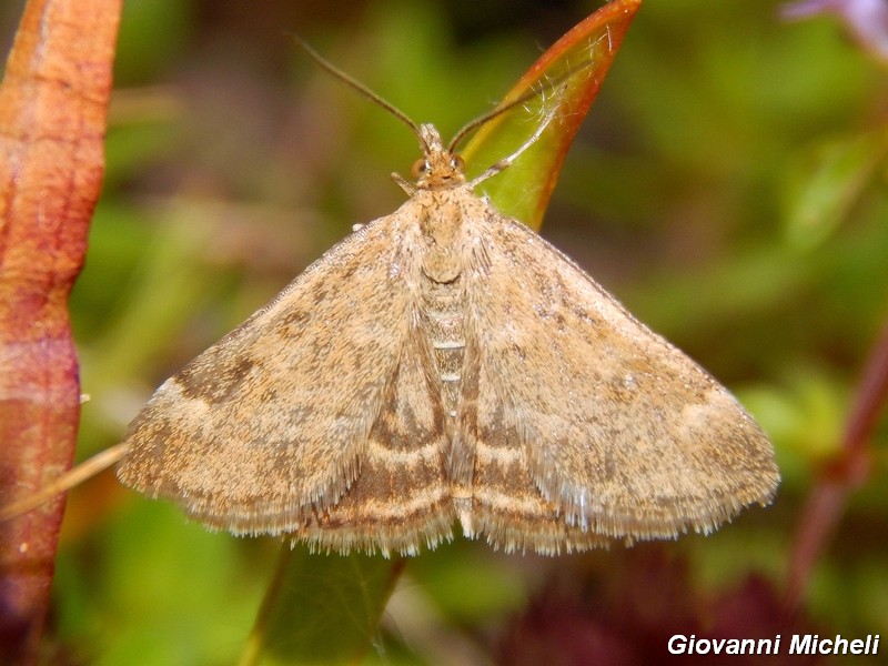 Pyrausta da confermare